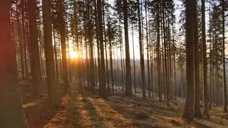 Les/zpěv ptáků/západ Slunce/Háje nad Teplou