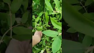 Жимолость. Как показали себя некоторые сорта после сильного ветра #жимолость #сортажимолости