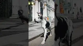 Щенок немецкого дога на Дворцовой площади