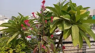 My Simple Garden is live!