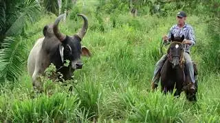 BULL GUZERÁ             -        RONDÔNIA BRASIL