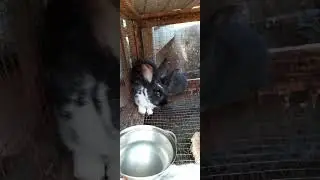 Крольчиха Бабочка Серебро и её крольчата.