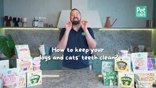 How to keep your dog's teeth clean?