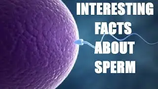 Sperm Facts That You  Probably Didn’t Know | 10 Interesting Facts about Sperm Cells