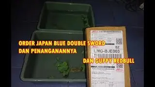 CARA MENANGANI IKAN BARU DATANG  DARI JAUH - GUPPY JAPAN BLUE DOUBLE SWORD