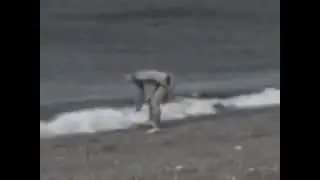 خطير: الحوت القاتل 