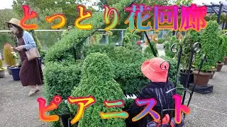 秋の香り散策 10月13日 日曜 晴れ オータムフェスティバル とっとり花回廊 ピアニスト 日本 鳥取県西伯郡南部町鶴田 ジャングルドーム @WalkingYoshi