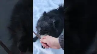 Померанский шпиц - Маленький чёрный хищник
