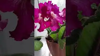 Стрептокарпус цветёт.