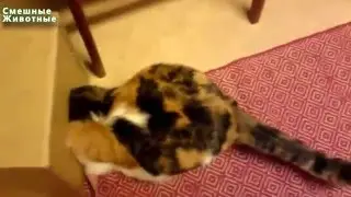 Коты застревают в вещах Смешные кошки   Funny cats