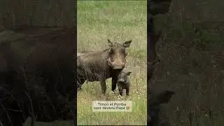 Timon et Pumba sont PAPAS ! 🐗 L'heure de la paternité a sonné !