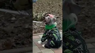 Парные занятия с собаками | Китайские хохлатые | Татьяна Каширина | Кинолог Москва #собака #кинолог