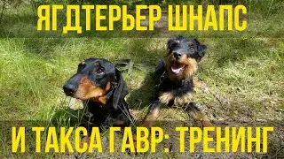 Ягдтерьер Шнапс и такса Гавр  Тренинг собак