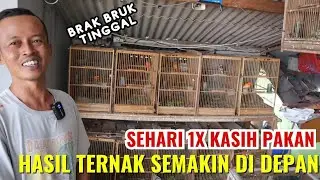 Hanya Sehari sekali Kasih Pakan, Hasil Ternak Kenari Semakin Mengedannn...!!