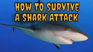The Best Tips for Surviving a Shark Attack