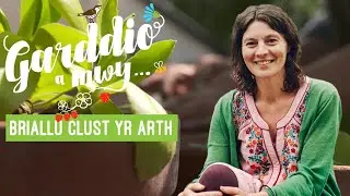 Garddio a Mwy | Briallu Clust yr Arth