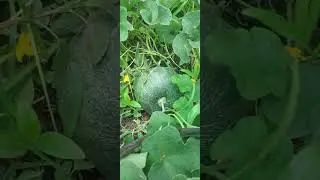 ត្រសក់មូល ត្រកួន