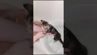 КОТЕНОК 🐱 МАШМАШ КУПАЕТСЯ👍👍👍👍👍👍👍👍👍👍🌏(5)