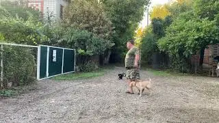 Будни дрессировки! Лабрадор 3 месяца Чарли! Дрессировка с котиками!