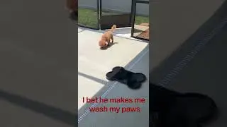 Dogs Are Smarter Than You Think!