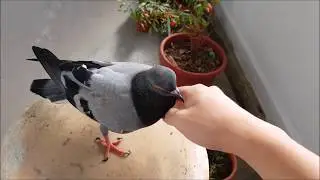 Male Pigeon Cooing Sound