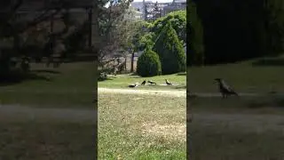 Crow fight, KARGA DÖVÜŞÜ
