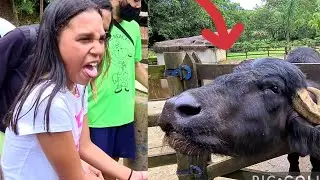 VACATION AT THE POOL AND THE PARK WITH BOI DA CARA PRETA (BEST MOMENTS)