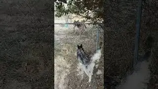 The junkyard dogs made some new friends!
