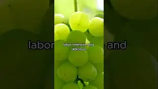 Process of Growing Grapes in Japan: full video at 