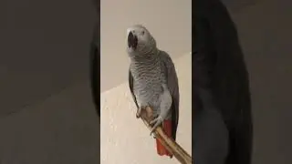 Попугай Гоша#Хорошка. Гоша - хороший, да? понял?.. говори ! ))