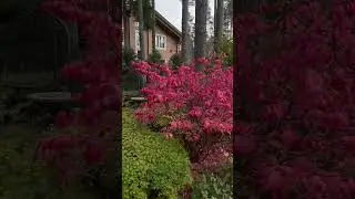 Winged euonymus. Details in the description.