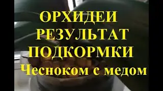 Орхидеи Результат подкормки чесноком с медом налицо!