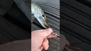 Ловим щуку на капкан👍👇