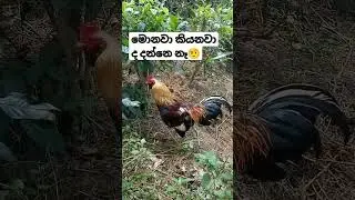 කුකුළ් කතා#trendingshorts #travel #trending#youtubeshorts #food