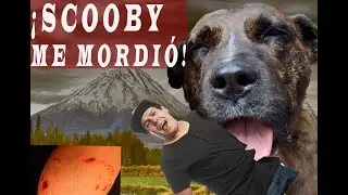 SCOOBY EL PERRO DE AREQUIPA - SALOMON COMEDIANTE - STAND-UP COMEDY AREQUIPA
