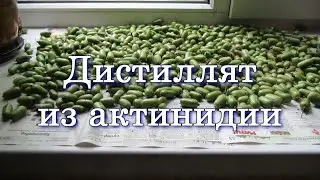 Дистиллят из актинидии | ОтГабриэливание