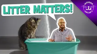 Litter Box Issues: Why Litter Matters