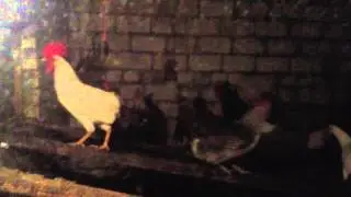 что делать если курицы едят свои яйца