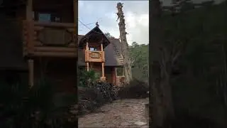 Удаление мёртвого дерева в Ялте