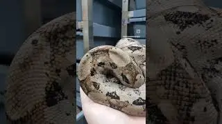 #snake #reptile #boa #local #viralvideo #videoshorts #ballpython #ballpythons #reptiles #snakevideo