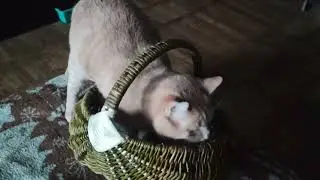 Персик проверяет кошик на плотность