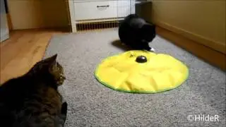 kattenspeeltje
