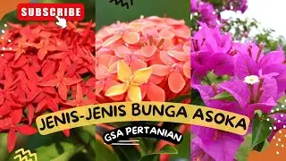 Tips menanam dan merawat bunga asoka agar berbunga lebat|| Materi Pembelajaran Budidaya tanaman hias