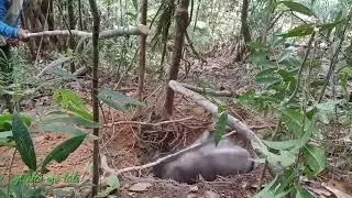 poin lagi kapreng si jenggot putih🐗🐗🐗🐗