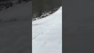 Охота на зайца. Отдали голоса русские гончие.