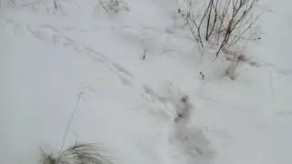Уроды выбросили котёнка из окна.