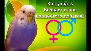 КАК УЗНАТЬ ВОЗРАСТ И ПОЛ ВОЛНИСТОГО ПОПУГАЯ ЗА 1 МИНУТУ?!