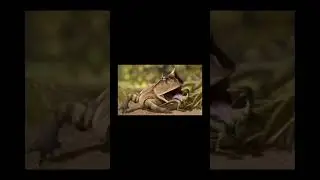 Evolution of frogs🐸 beelzebufo (part1)