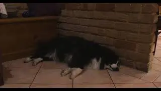 Untitled Video of a Border Collie Sleeping