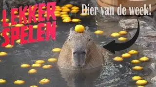 Vind Ie Lekker - Lekker Spelen Capibara Momenten
